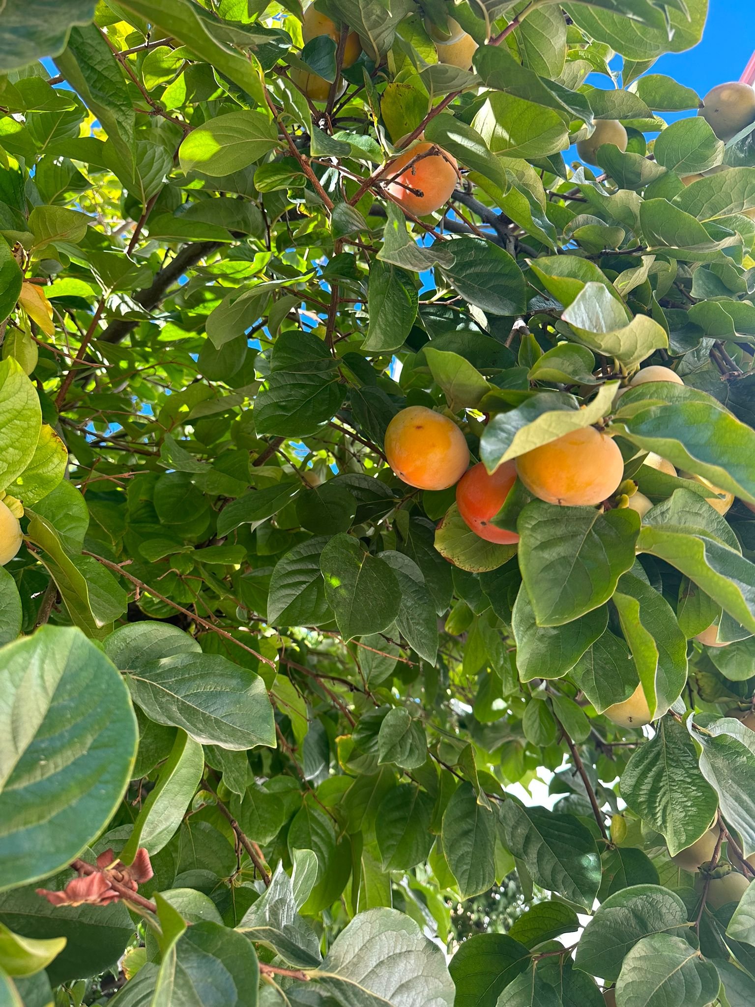 Fresh fruit trees
